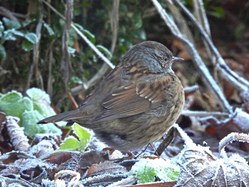 Heggenmus