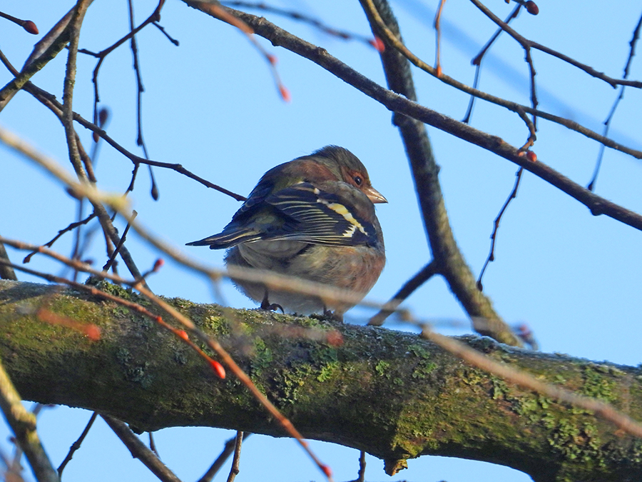 Vink