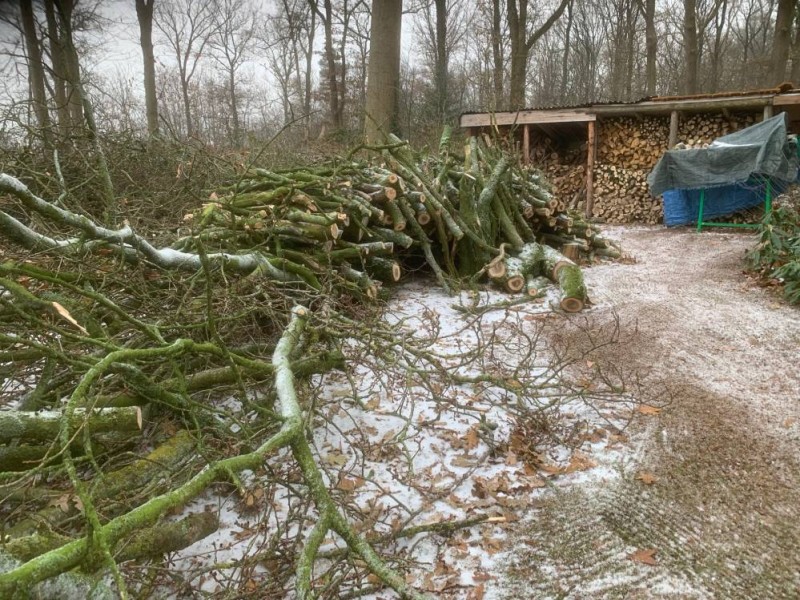 Hout
