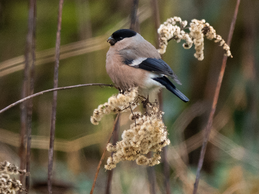 Mevrouw vink