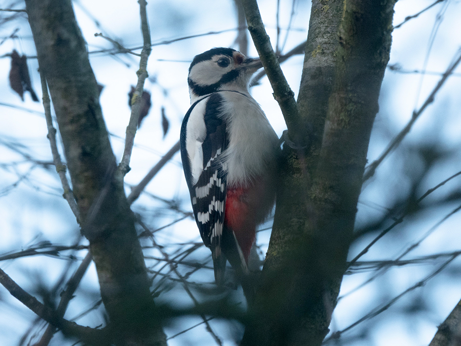 Grote bonte