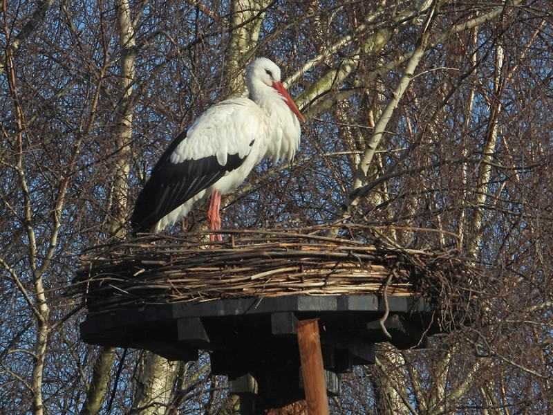 Regelmaat