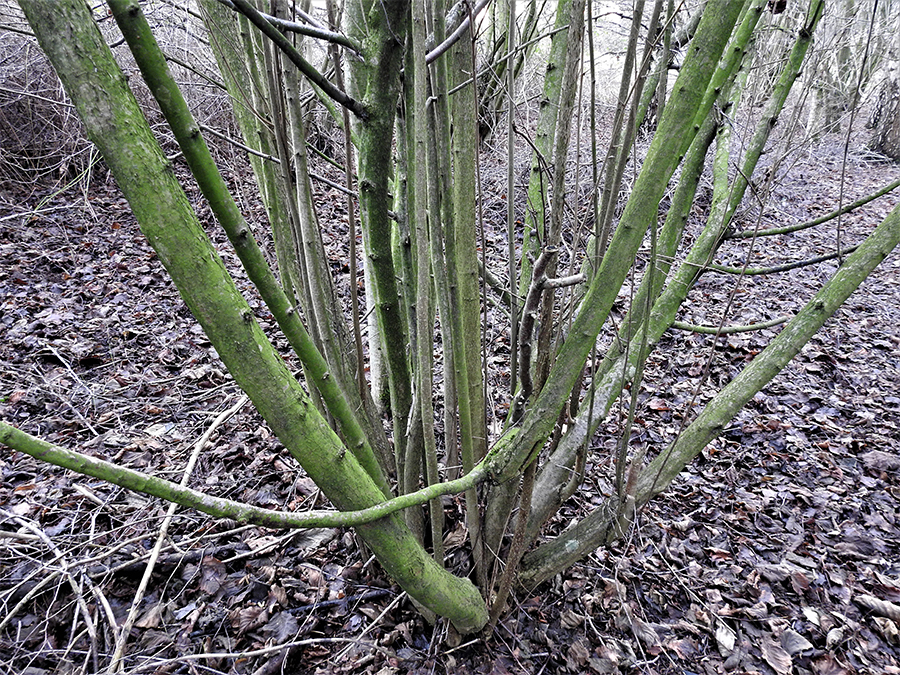 Groen