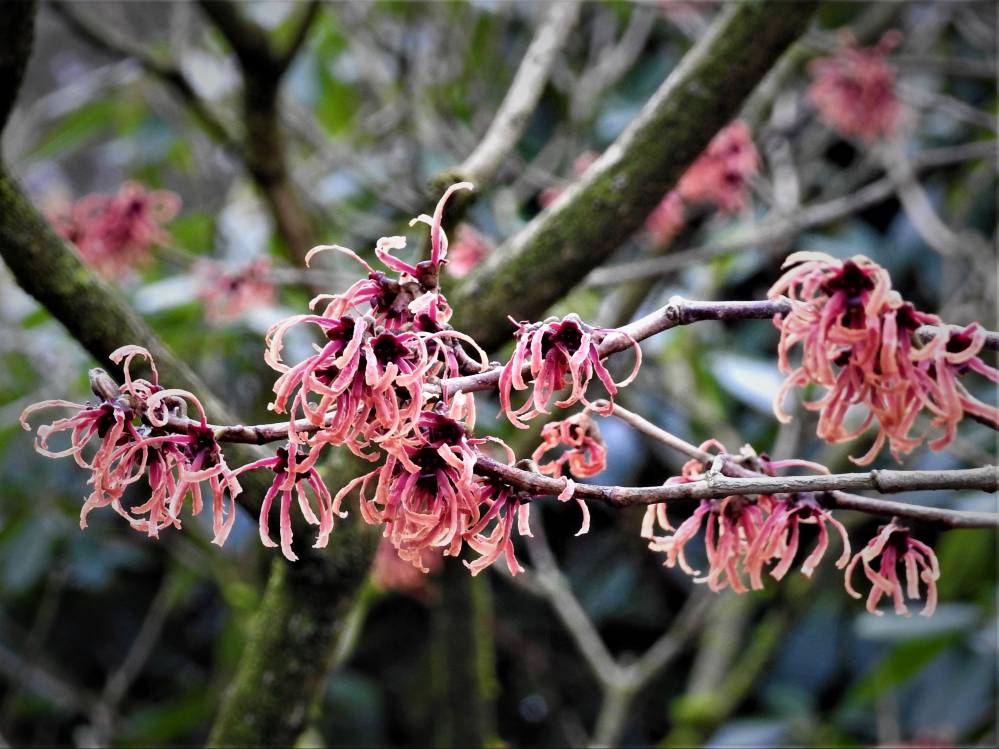 Hamamelis