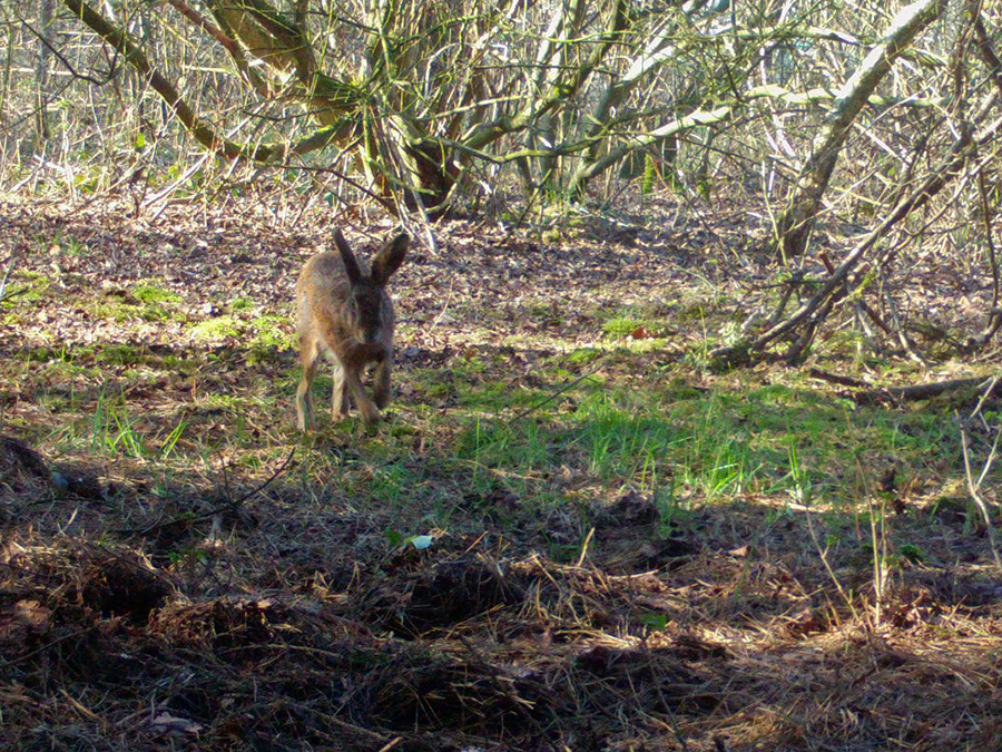 Wandelen