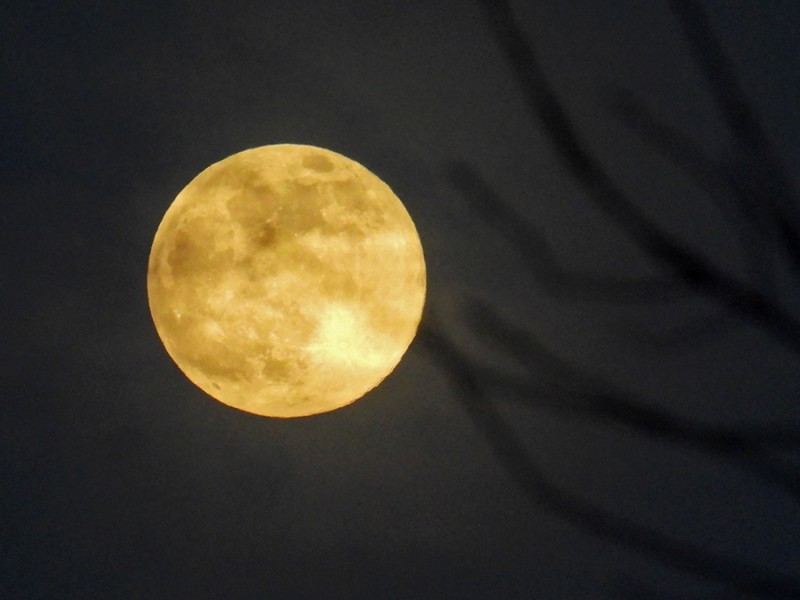 Volle maan