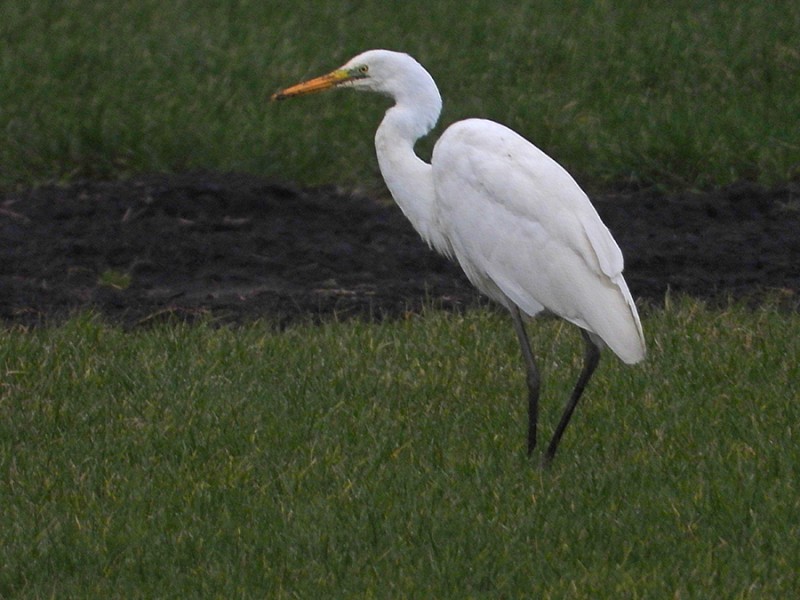 Witte reiger