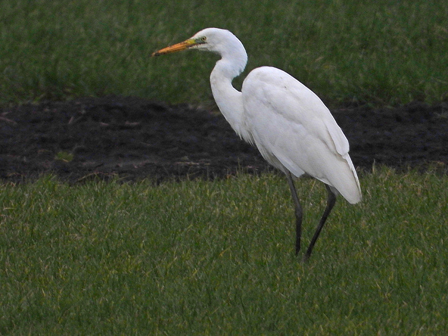 Witte reiger