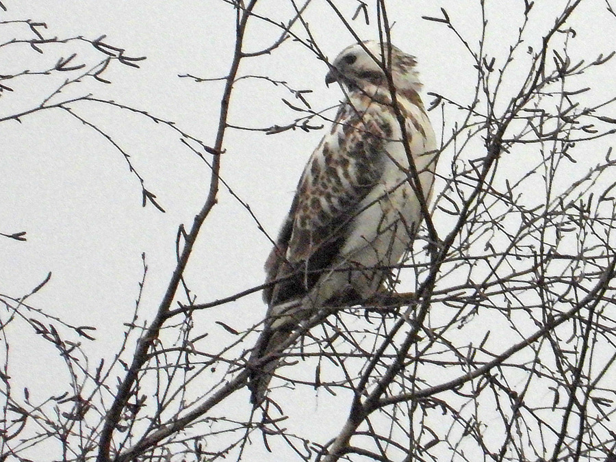 Buizerd in berk