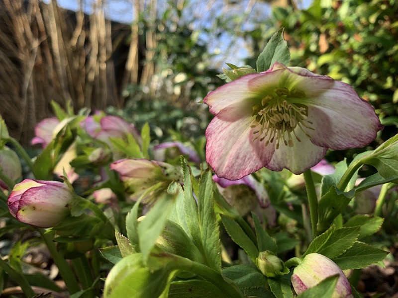 Helleborus