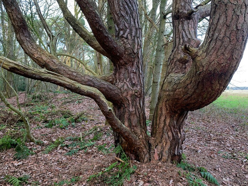 Oerboom
