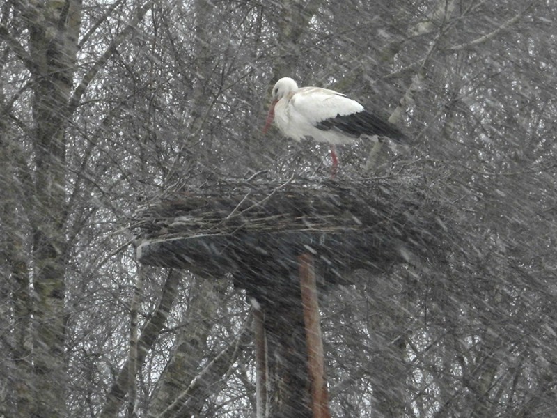 Sneeuw