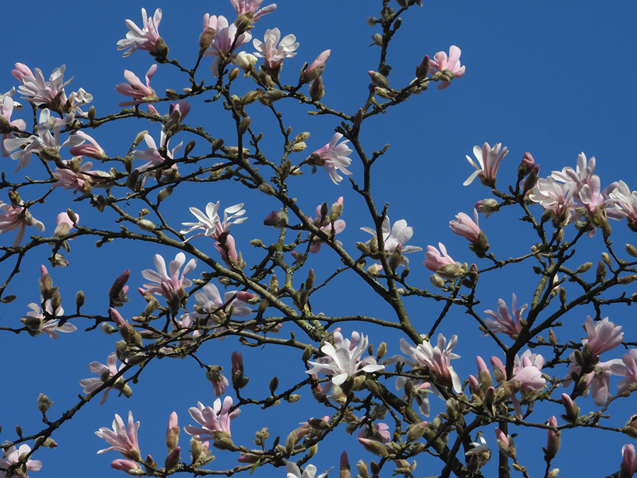 Magnolia