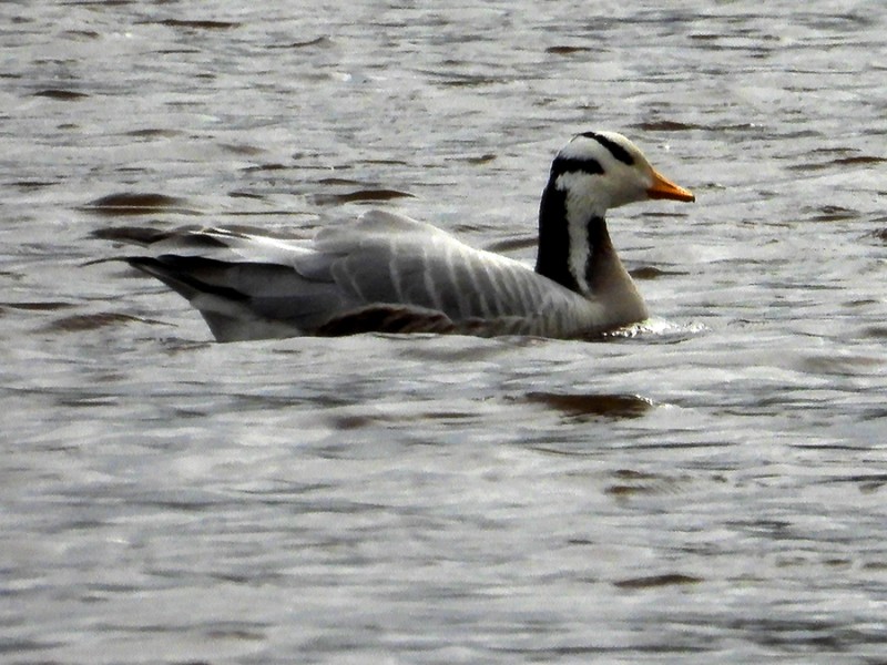 Indische gans