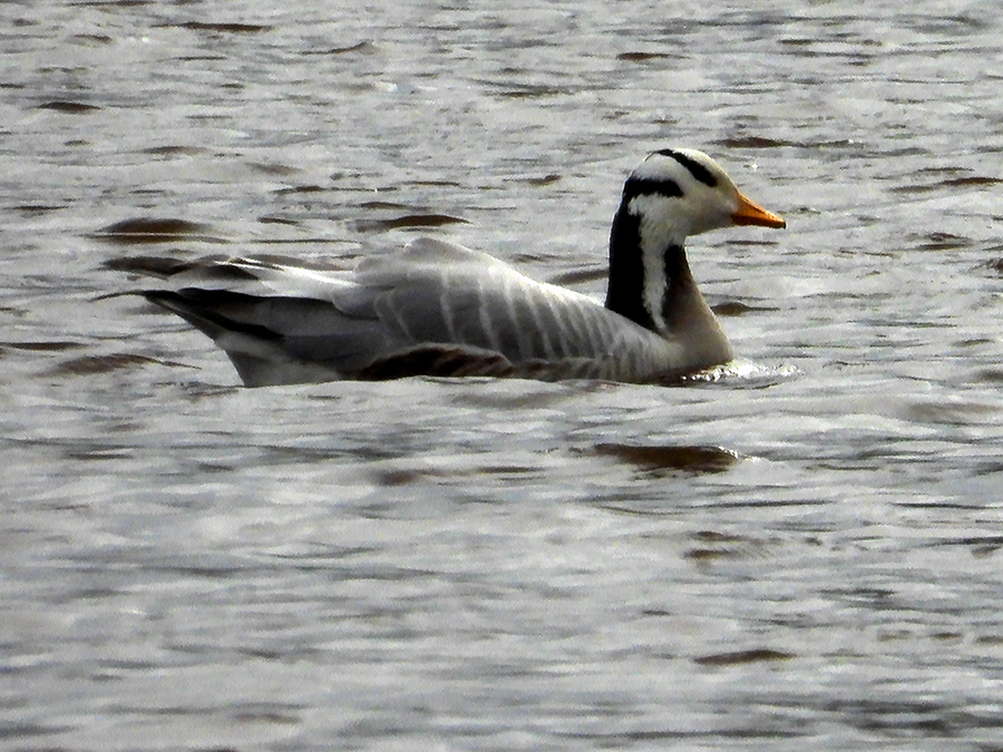 Indische gans