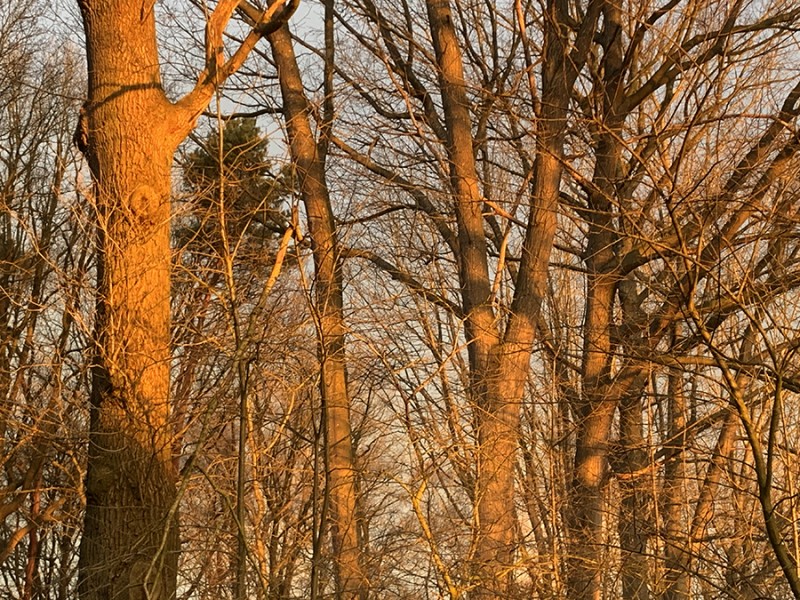 Vroege vogels om 7.00 uur