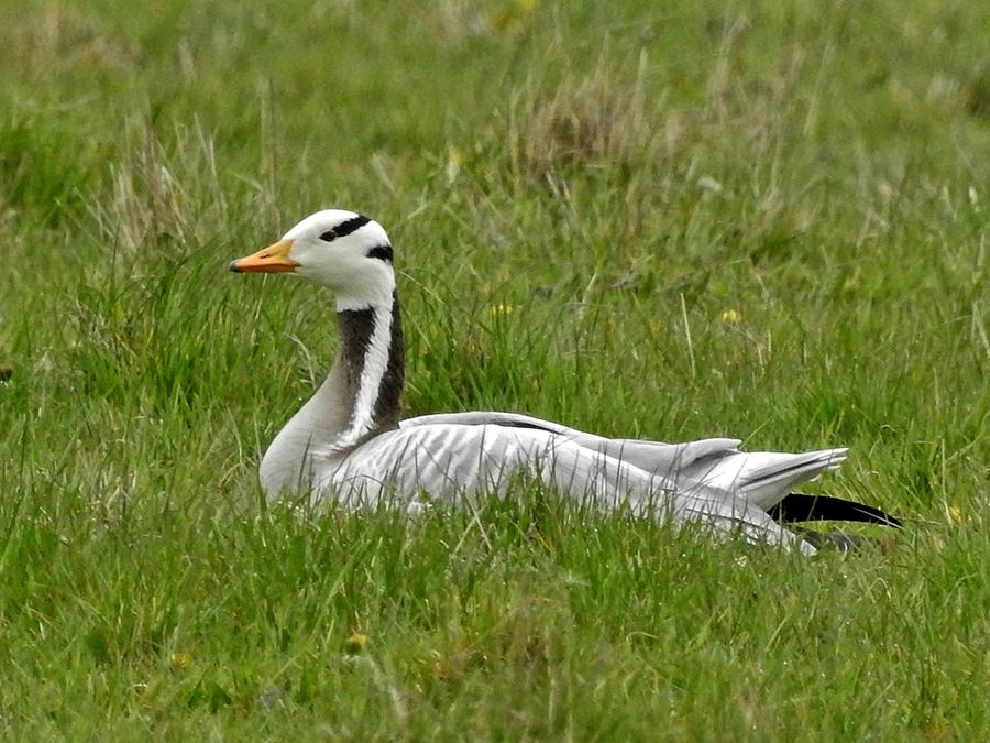 Indische gans
