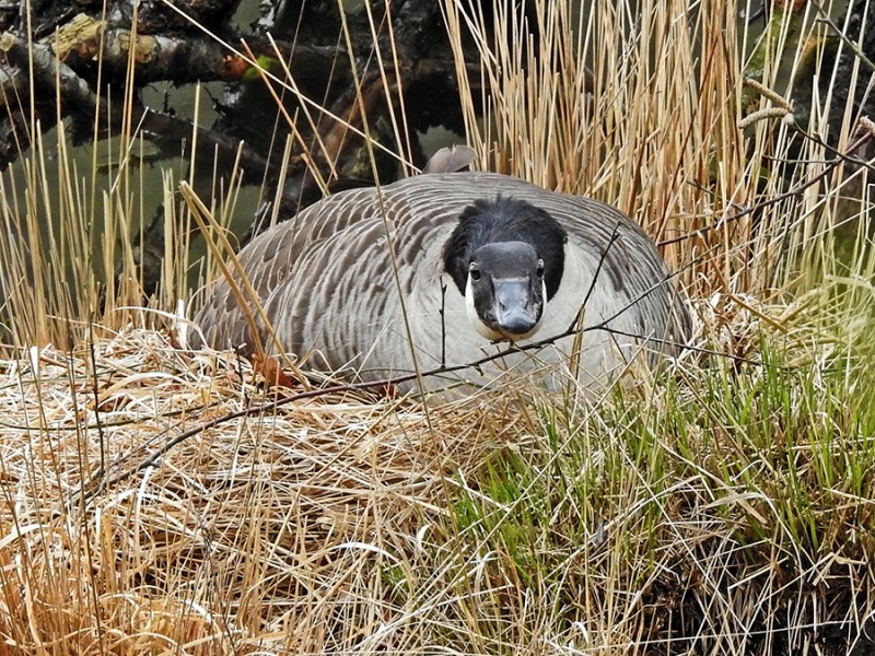 Broedende gans