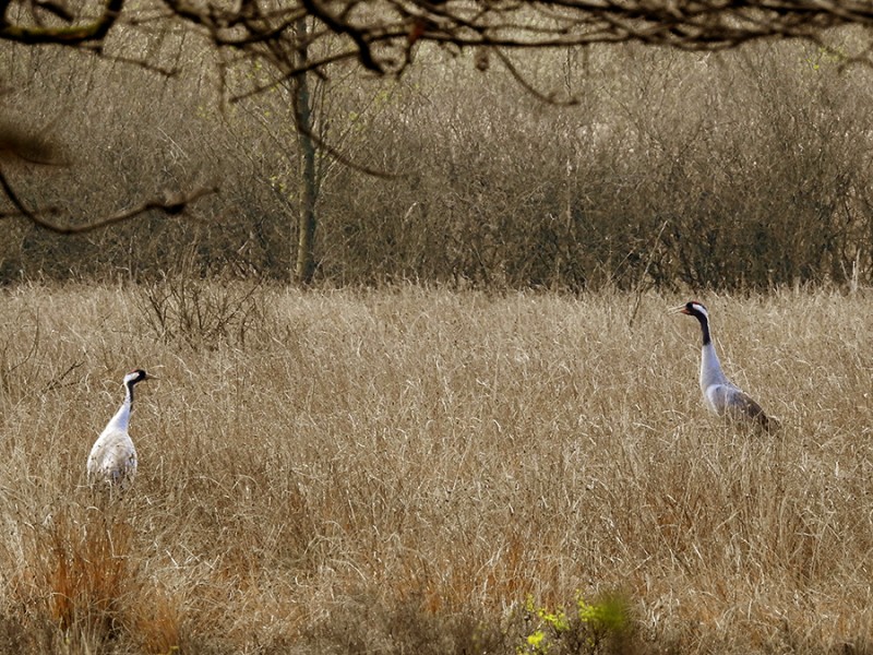 Kraanvogels