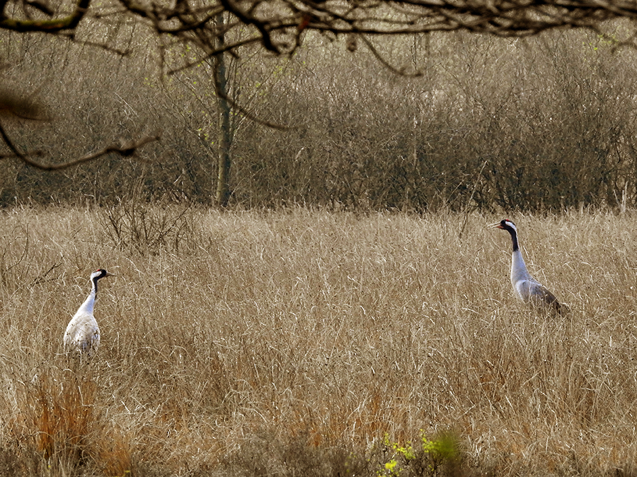Kraanvogels