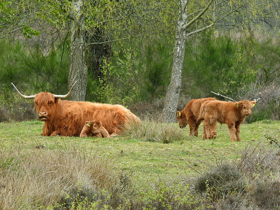 Jong spul