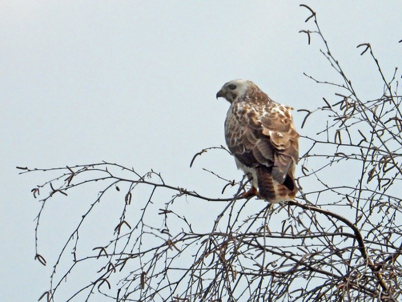 Buizerd en berk