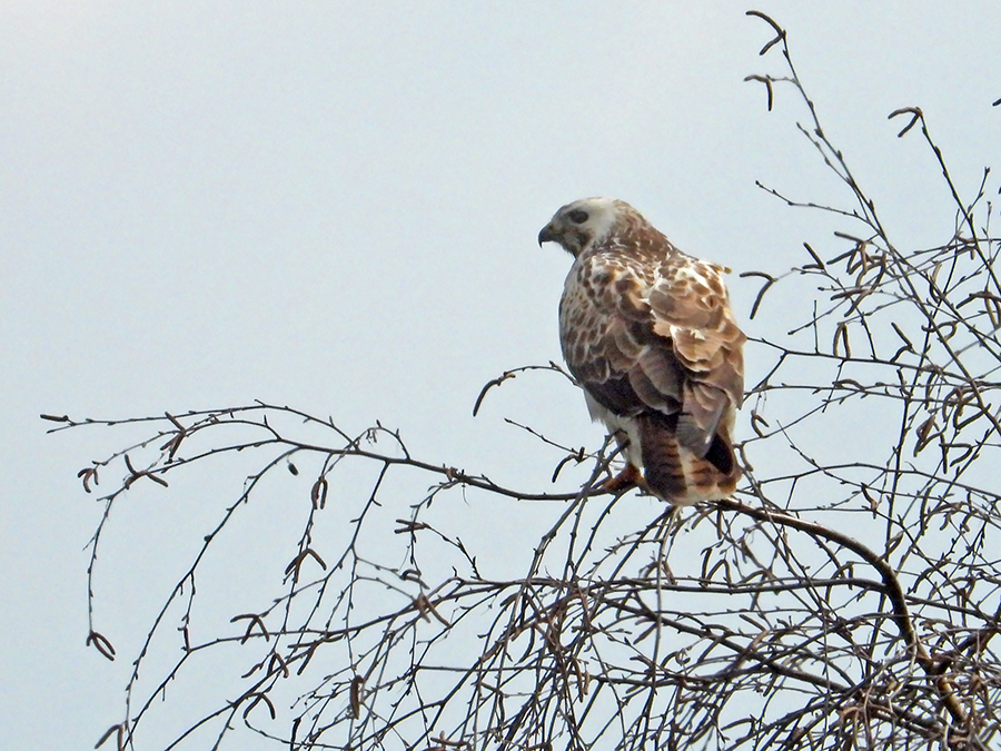 Buizerd en berk