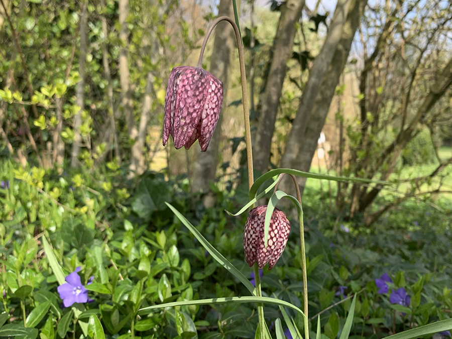 Kievitsbloem