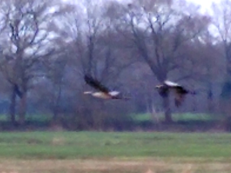 Kraanvogels
