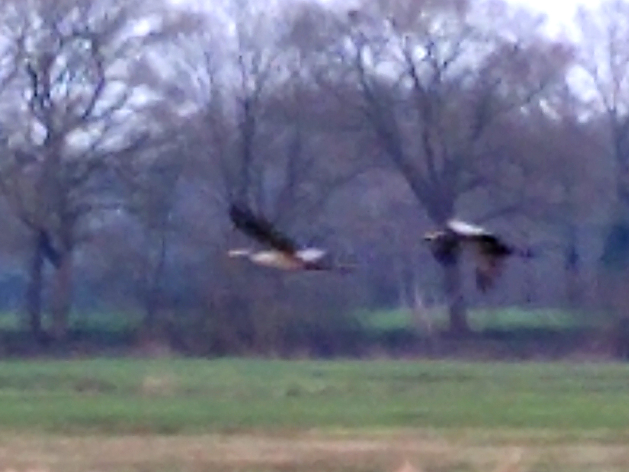 Kraanvogels