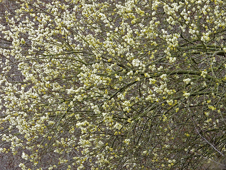 1000 kleine zonnen