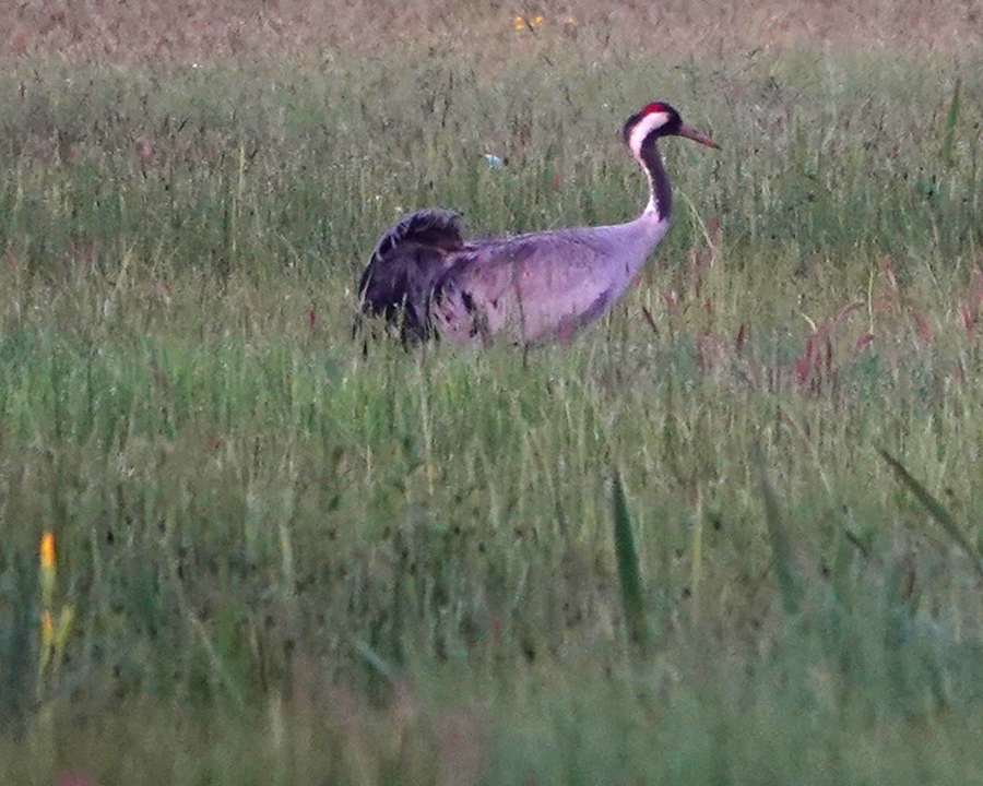 Kraanvogel