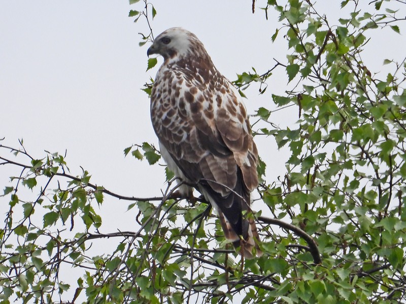 Buizerd