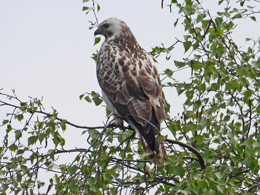 Buizerd