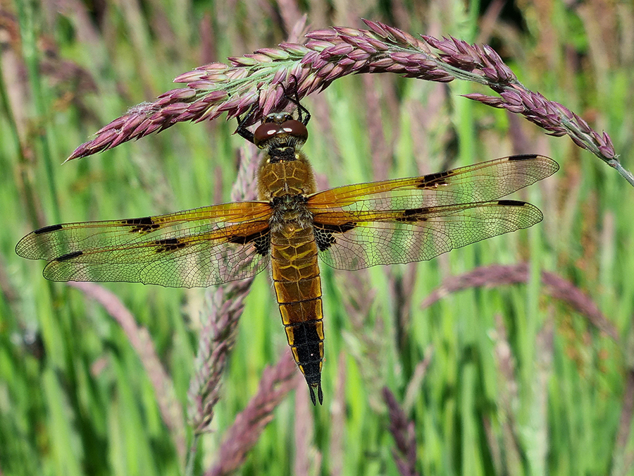 Libelle