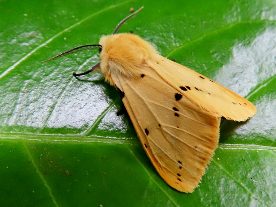 Gele tijger
