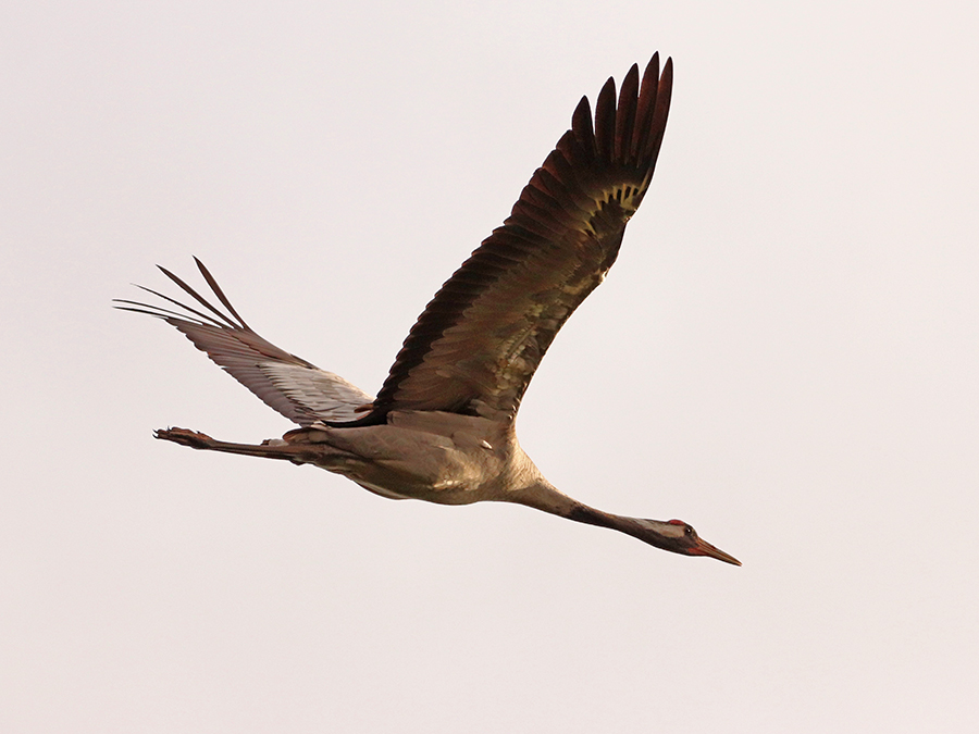 Kraanvogel