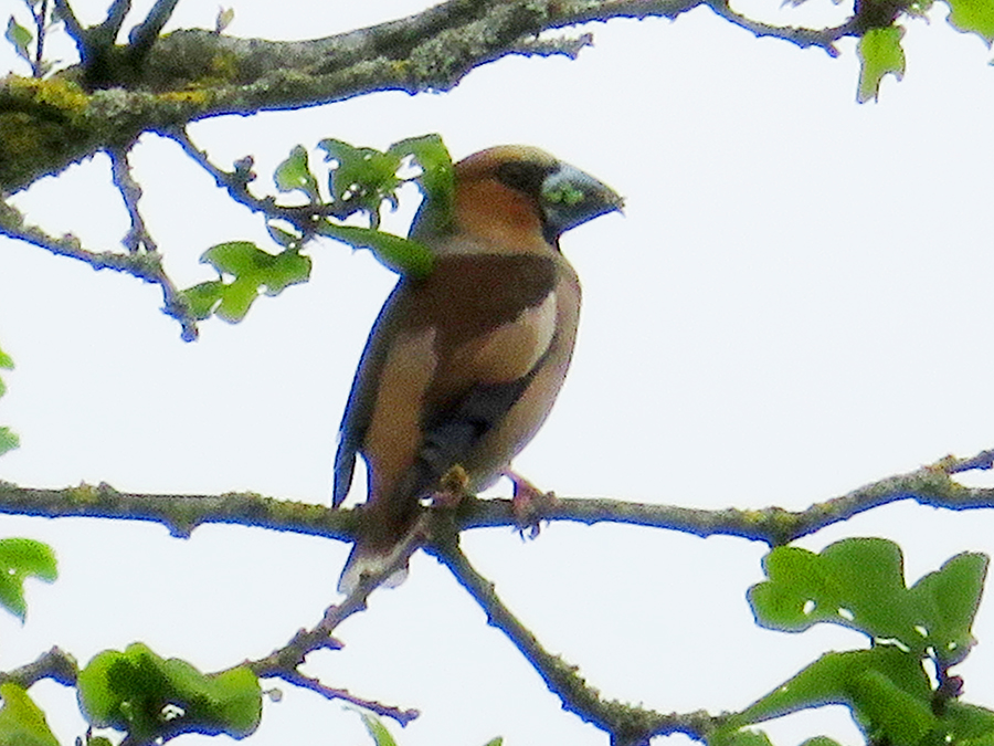 Appelvink