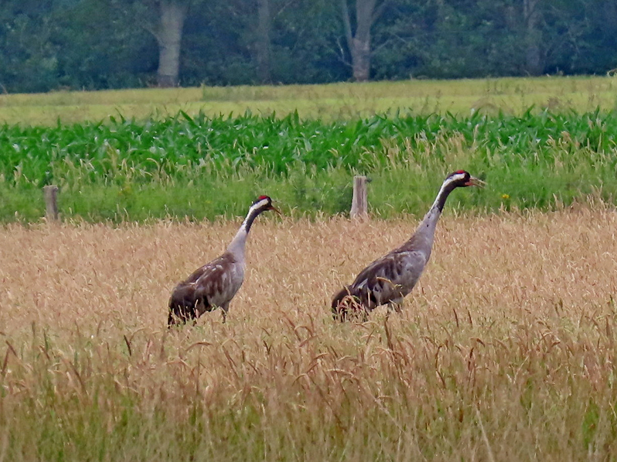 Kraanvogels