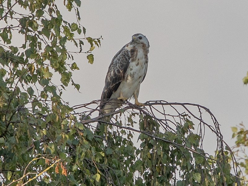 Blonde buizerd