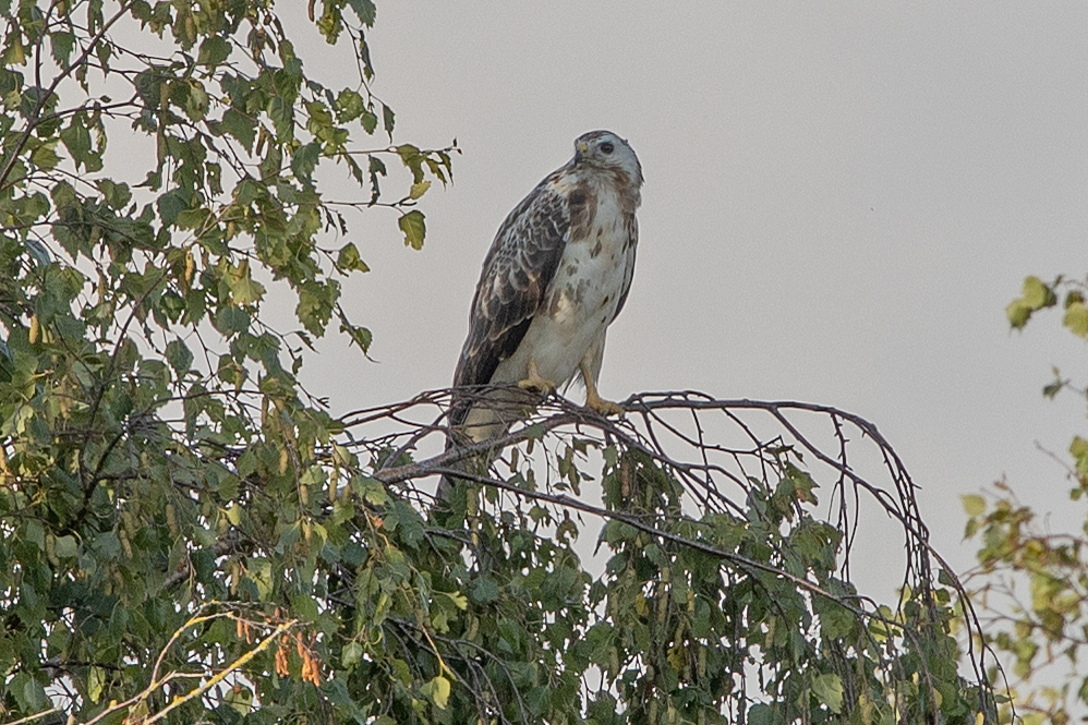 Blonde buizerd