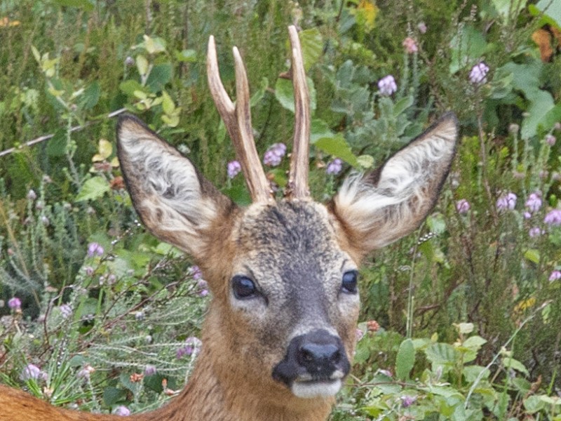 Ree