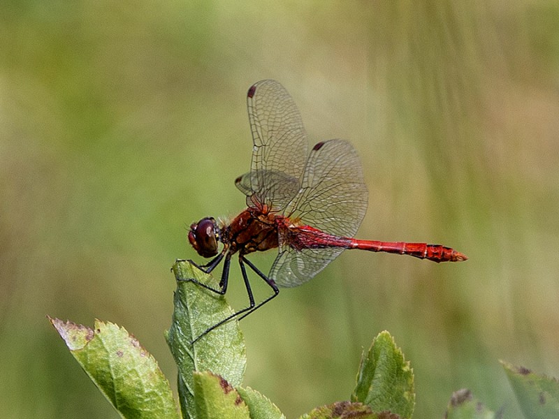 Rode libelle