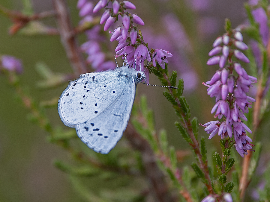 Paars en blauw