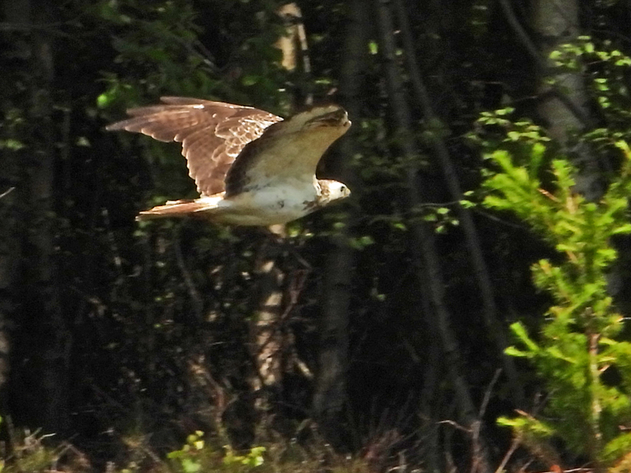 Buizerd