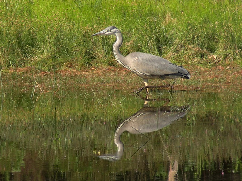 Blauwe reiger