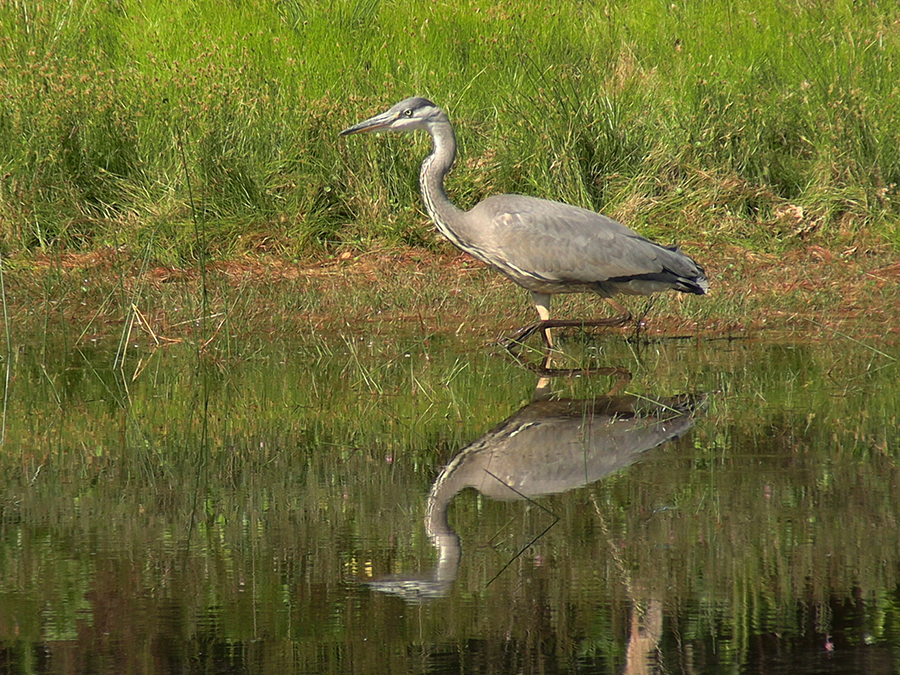 Blauwe reiger