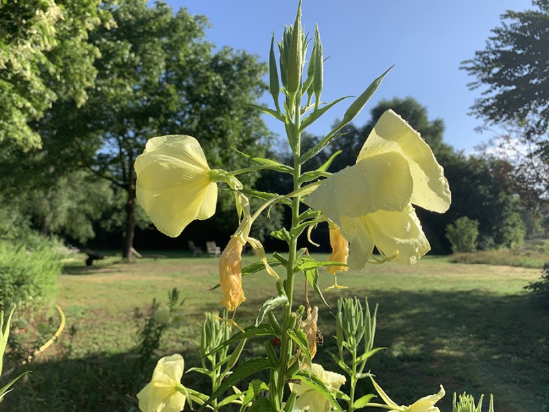 Teunisbloem