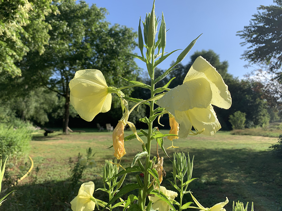 Teunisbloem