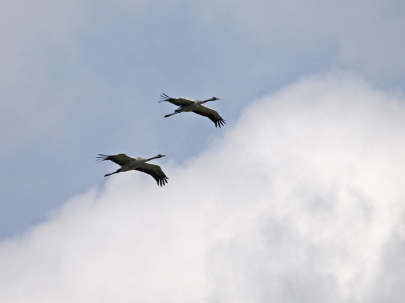 Kraanvogels